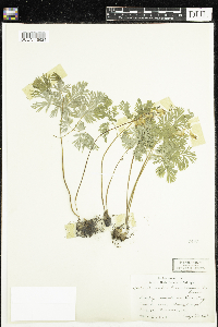 Dicentra cucullaria image