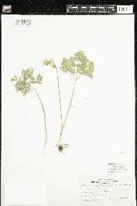 Dicentra cucullaria image
