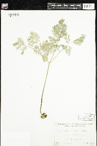 Dicentra cucullaria image
