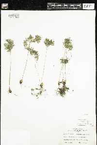 Dicentra cucullaria image