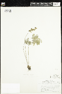 Dicentra cucullaria image