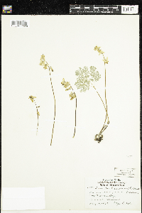 Dicentra cucullaria image