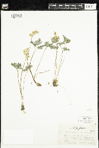 Dicentra cucullaria image