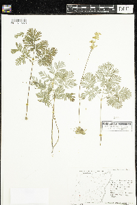 Dicentra cucullaria image