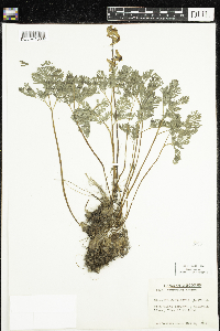 Dicentra cucullaria image