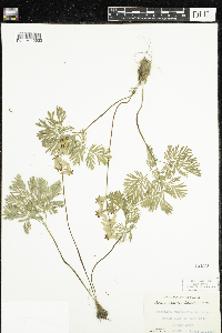 Dicentra cucullaria image