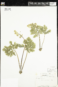 Dicentra cucullaria image