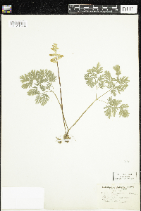 Dicentra cucullaria image
