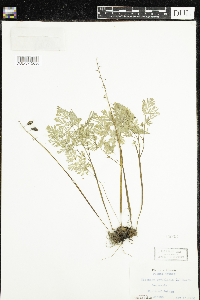 Dicentra cucullaria image