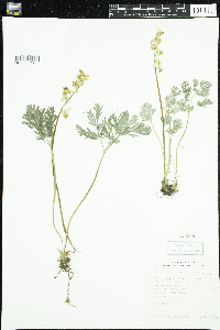 Dicentra cucullaria image