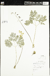 Dicentra cucullaria image