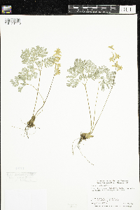 Dicentra cucullaria image