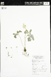 Dicentra cucullaria image