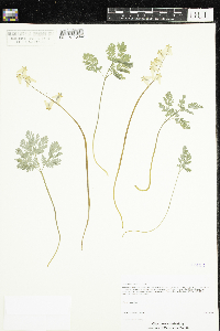 Dicentra cucullaria image