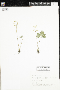 Dicentra cucullaria image