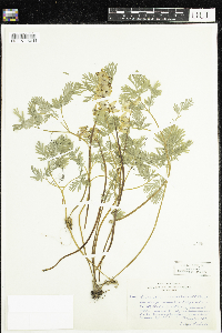 Dicentra cucullaria image
