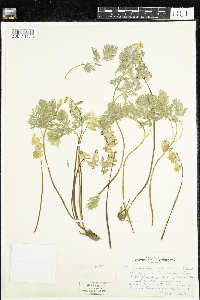 Dicentra cucullaria image