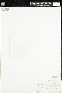 Dicentra cucullaria image