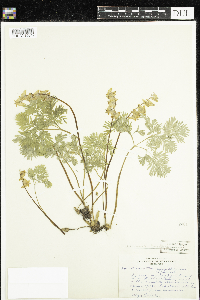 Dicentra cucullaria image
