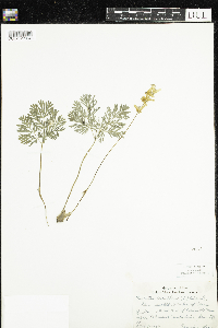 Dicentra cucullaria image