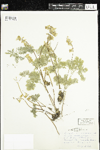 Dicentra cucullaria image