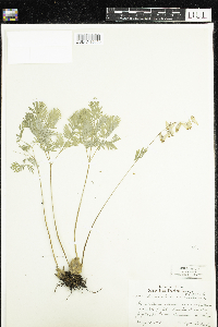 Dicentra cucullaria image