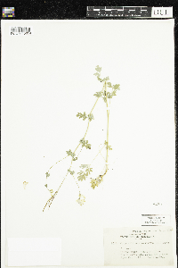 Corydalis sempervirens image