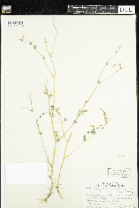 Corydalis sempervirens image