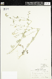Corydalis sempervirens image
