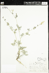 Corydalis sempervirens image