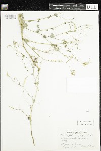 Corydalis sempervirens image