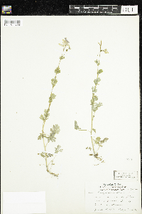 Corydalis sempervirens image