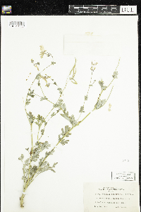 Corydalis sempervirens image