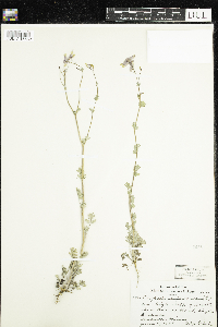 Corydalis sempervirens image