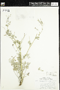 Corydalis sempervirens image