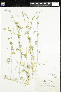 Corydalis sempervirens image