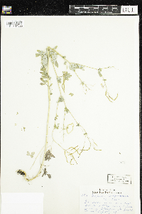 Corydalis sempervirens image