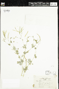 Corydalis sempervirens image