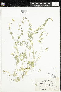 Corydalis sempervirens image