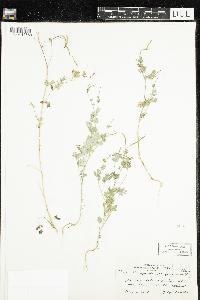 Corydalis sempervirens image
