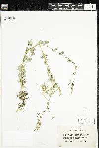 Corydalis sempervirens image