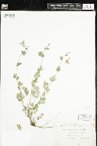 Corydalis sempervirens image