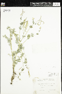 Corydalis sempervirens image