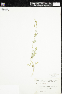 Corydalis sempervirens image