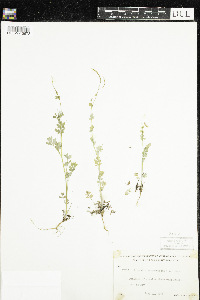 Corydalis sempervirens image