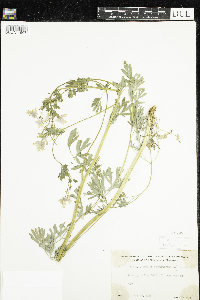 Corydalis sempervirens image