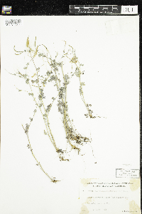 Corydalis sempervirens image