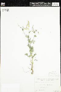 Corydalis sempervirens image