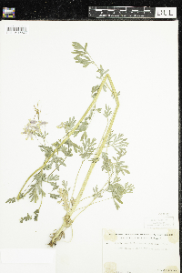Corydalis sempervirens image