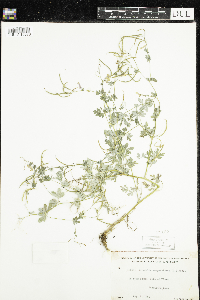 Corydalis sempervirens image